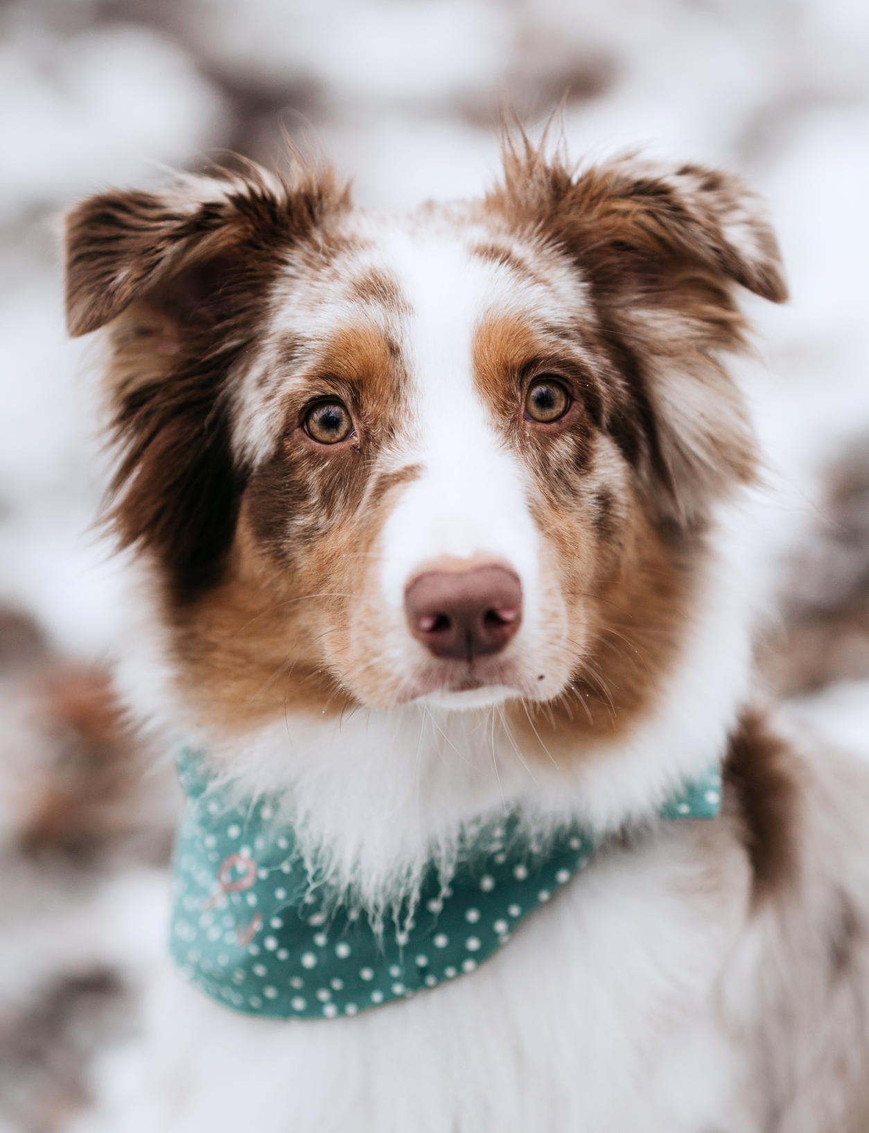 Schnee-Shooting mit Hope, Michelle und Dennis