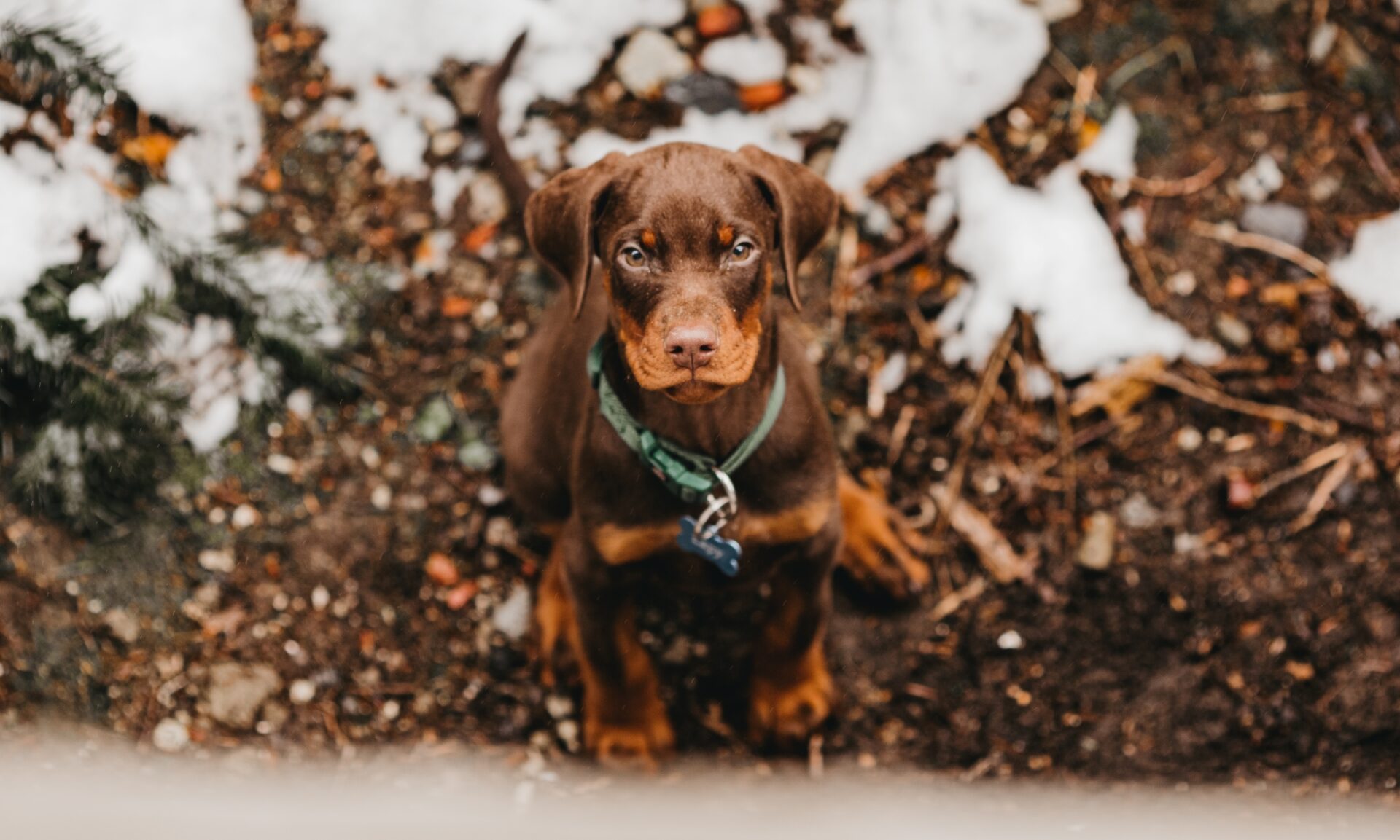 Hunde-Shooting mit Lapy und Adriane