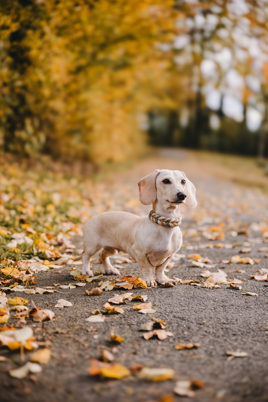 Dackel-Shooting im Herbstlaub